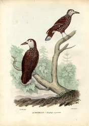Cascanueces moteado, 1863-79